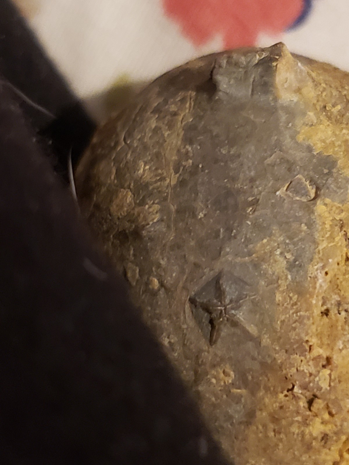 RARE.ANAL PYRAMID Cystoid Echinosphaerites Fossil Crinoid Trilobite RARE FOSSIL