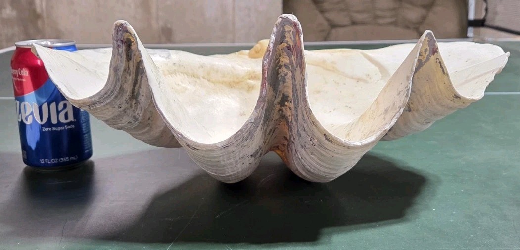 REAL 15½" Natural Giant Clam Shell Tridacna Gigas Sea *AND* 10" Giant Clamshell