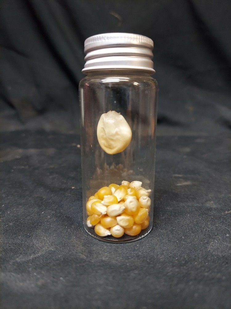 100% real Giant Corn Kernel Oddity, freak, deformed, GMO, MUTANT,seed, garden