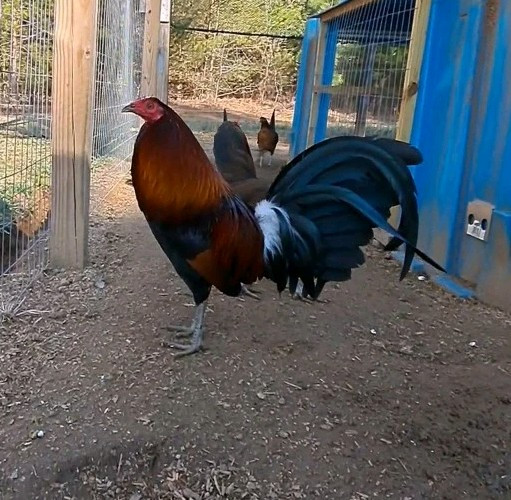 12 Chicken Hatching Eggs.