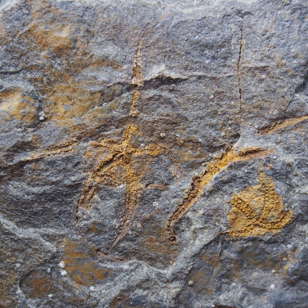 Edrioasteroid Protaster sp. Echinoderms Ordovician Fossil Fossilien