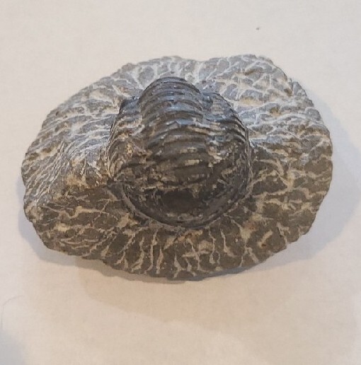DEVONIAN TRILOBITE SPECIMEN IN MATRIX MORROCO 400 MYO