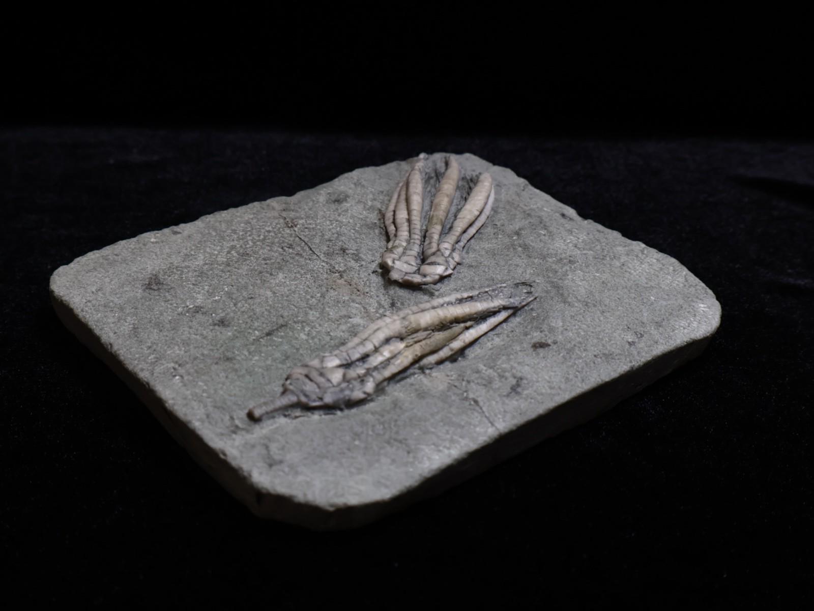 Two Scytalocrinus decadactylus Fossil Crinoids, Crawfordsville, Indiana