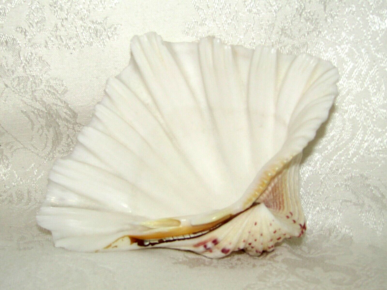 Genuine Bear Paw Hippopus Clam 6.5" x 5.5" Seashell EUC