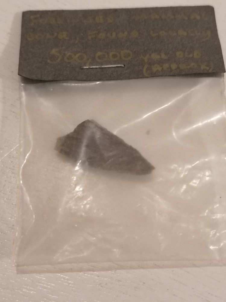 Fossilized Mammal Bone - Approx 500,000 Yrs Old