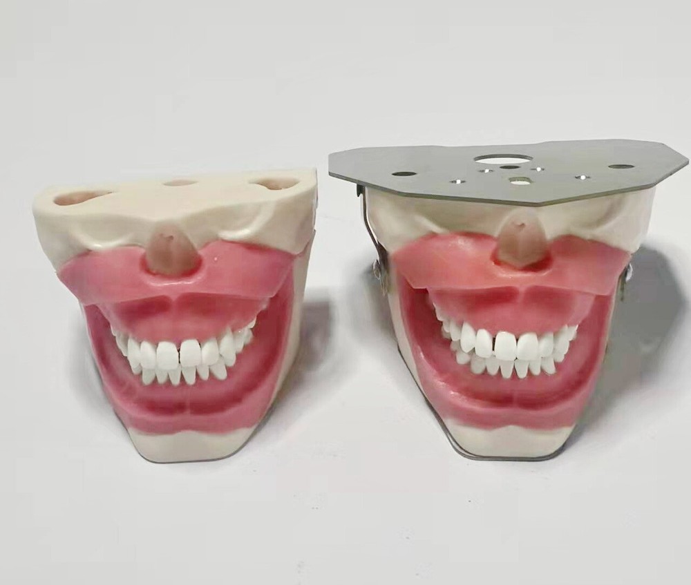 Dental Anesthesia Tooth Extraction/Removal Practice Model Dentist Training