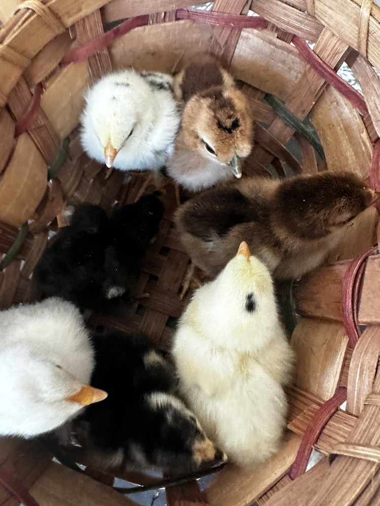 6 ++ Bantam hatching eggs 🐣