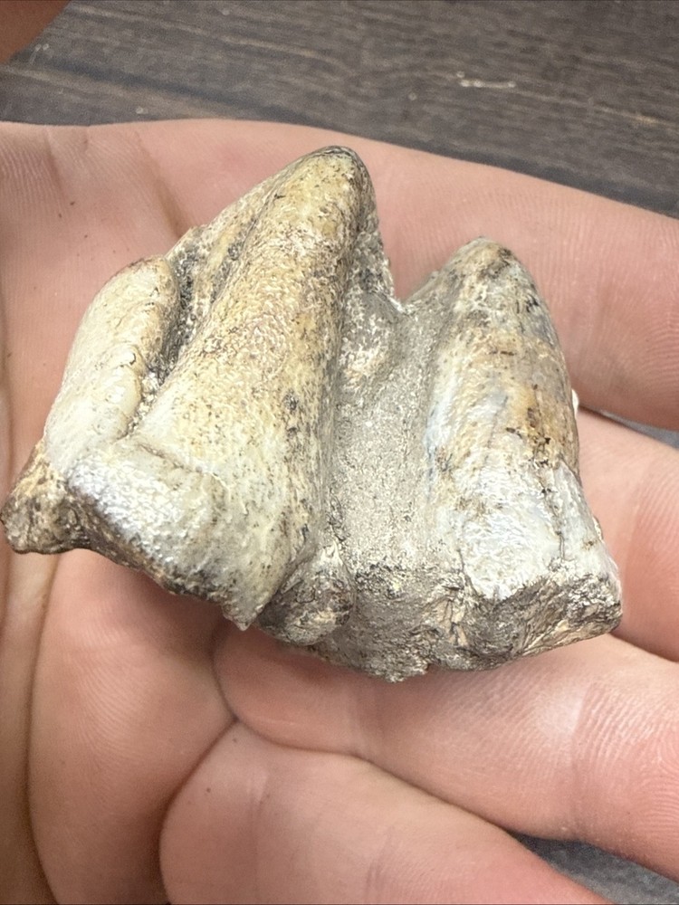 Unknown Fossil Specimen Tooth