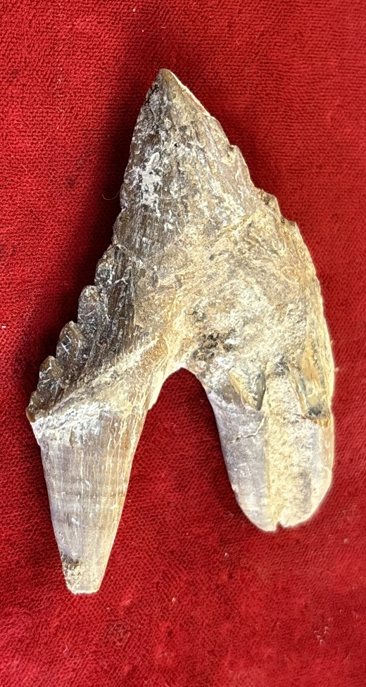 2 5/8” Basilosaurus Tooth 40-34 Mil Yrs Old Late Eocene