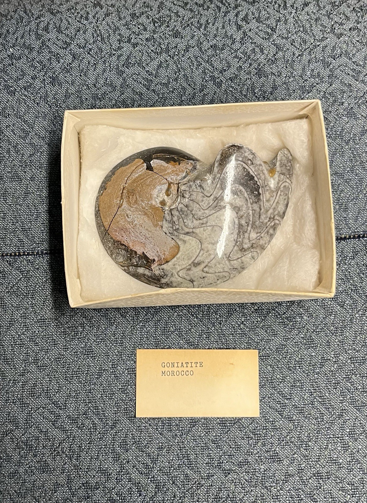 Authentic Devonian Goniatite Fossil - 100% Genuine Specimen From Morocco