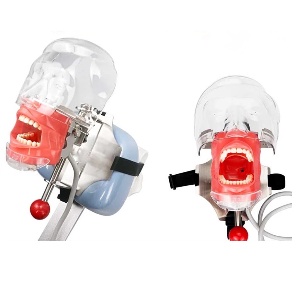 Dental Teaching Model Simulator Phantom Head Model for Dentist Fixing On Chair