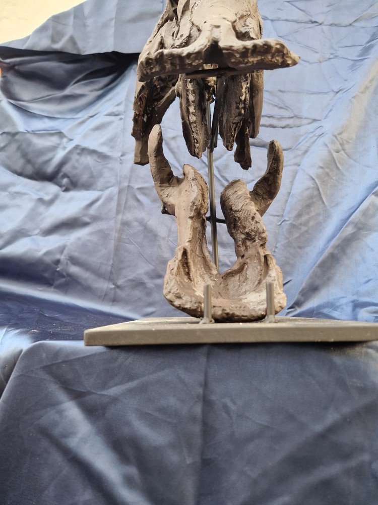 Androsaurus Head Fossil