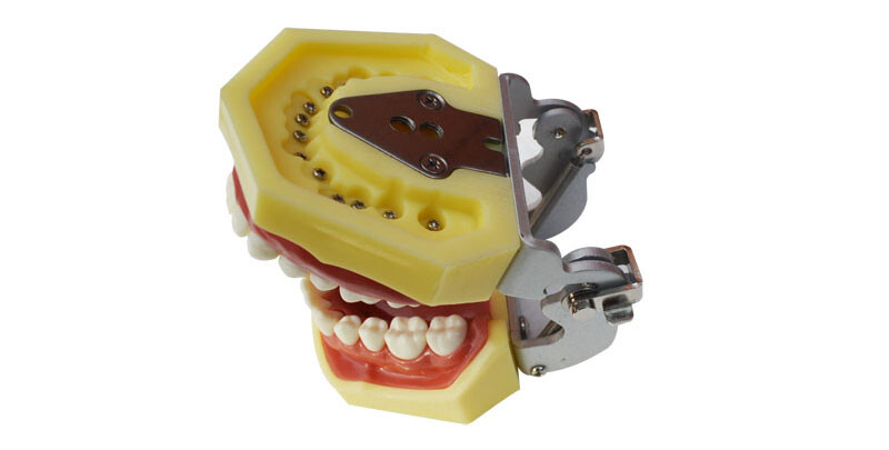 1 PC Demonstration Teeth Model with 28 Teeth for Study Adult Standard