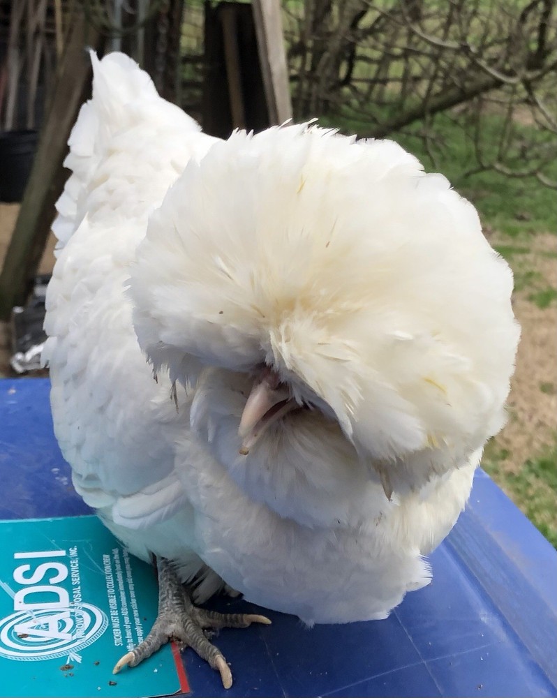 polish frizzle hatching eggs 15+ NPIP