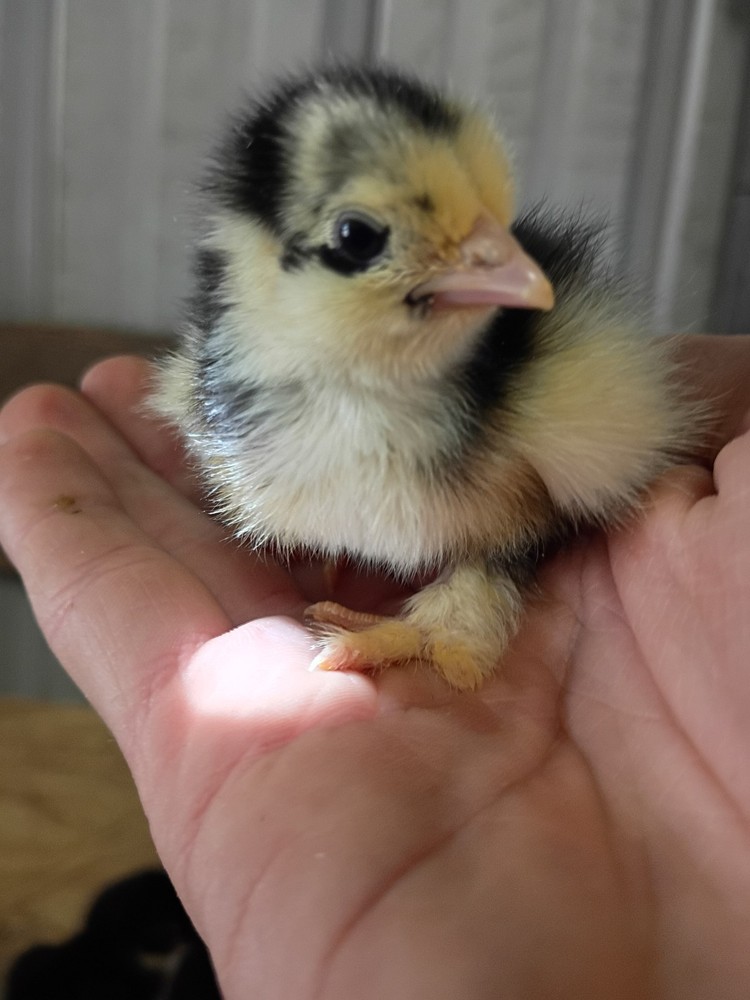 Bantam Cochin Hatching Eggs 12 ++ Assorted Colors NPIP