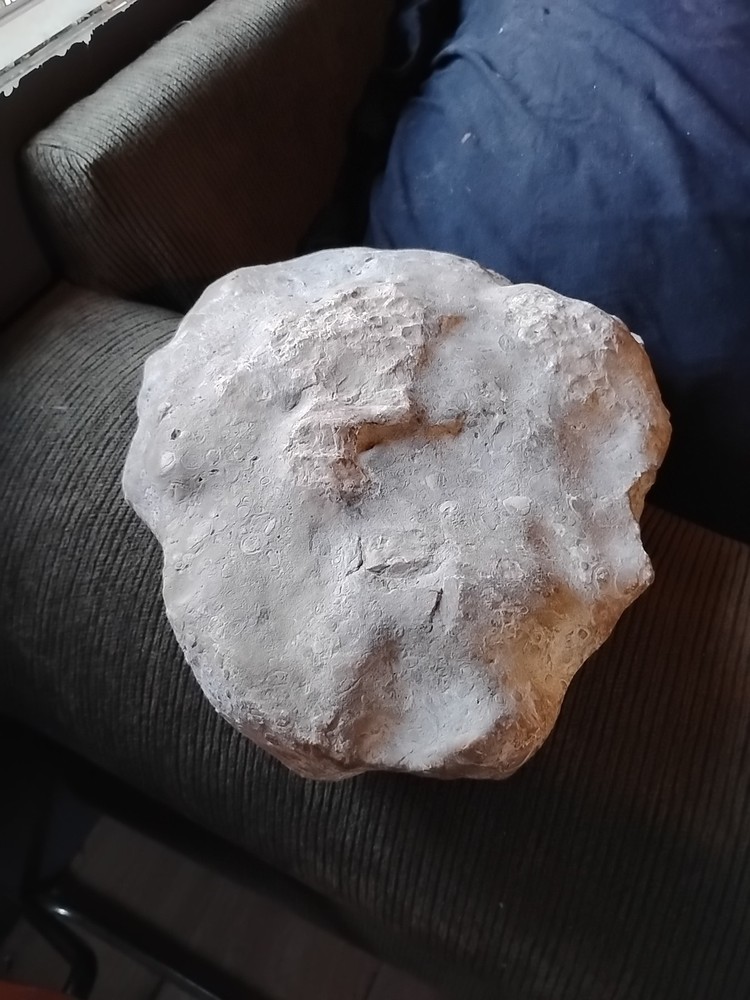 DEFINITELY A DINO BONE... DON'T KNOW WHICH ONE YET.. PLEASE HELP ME IDENTIFY IT.