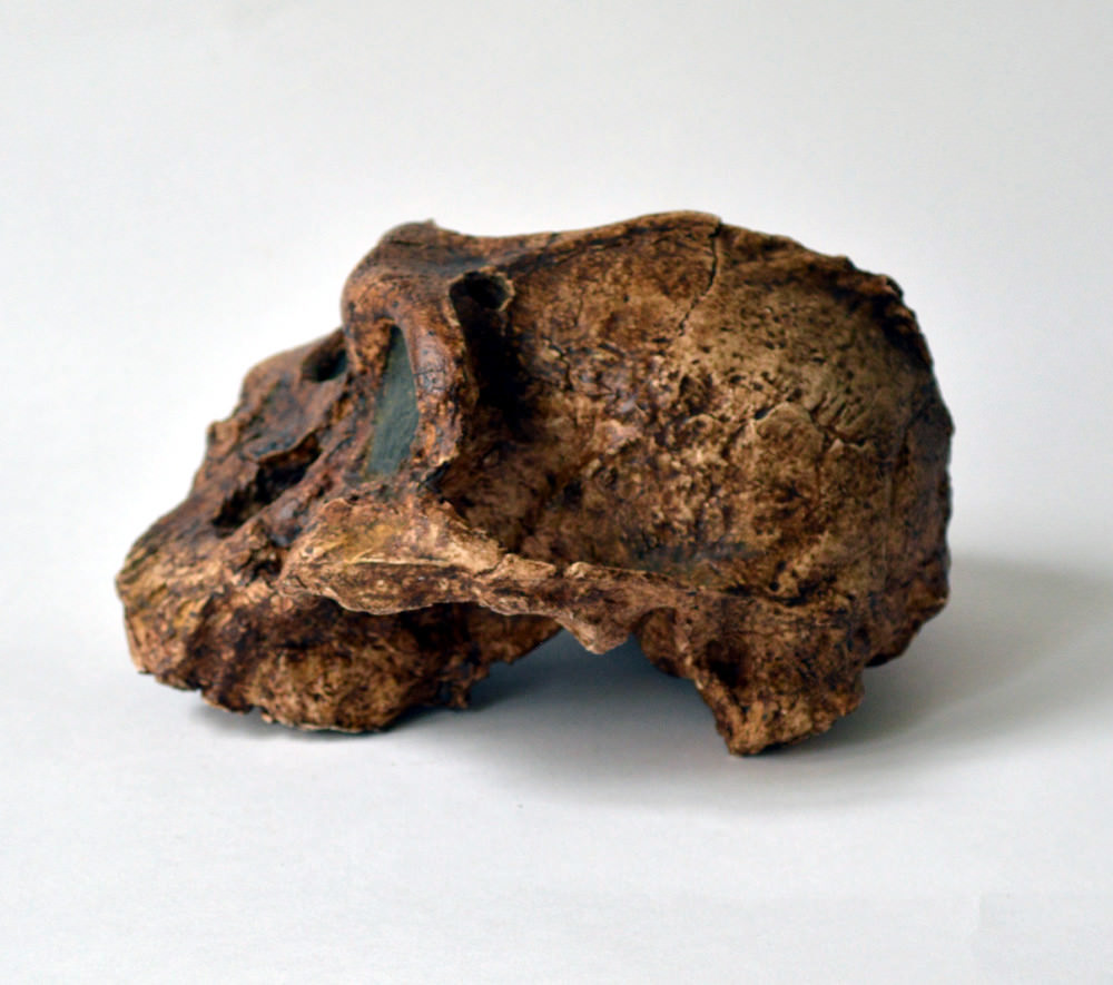 Paranthropus Boisei Skull Replica