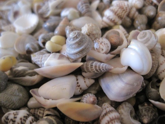 Tiny Mixed Shells (1 cup - 250+) Craft Shells, Tiny Shells, Natural, Supply