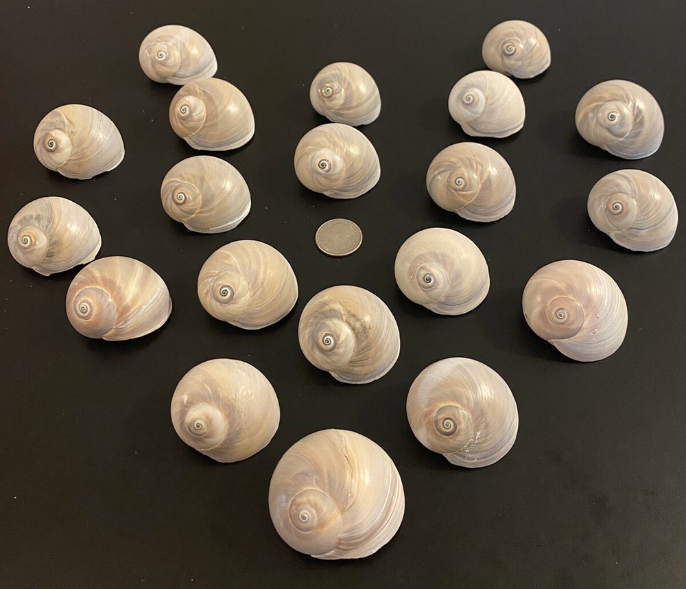 5 Large Shark Eye Shells No Extraction Holes!!!