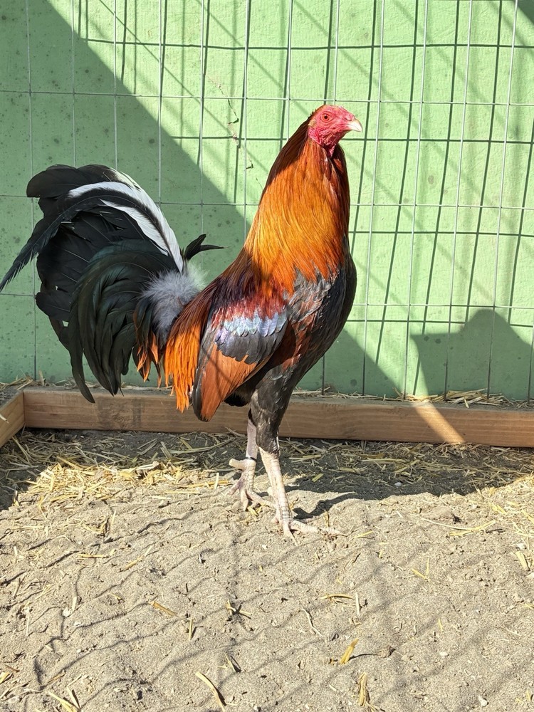 12+ Chicken Hatching Eggs