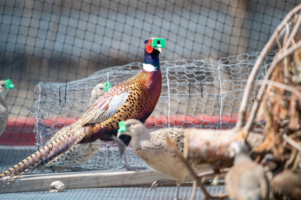 12+ Ringneck Pheasant Color Combo Hatching Eggs