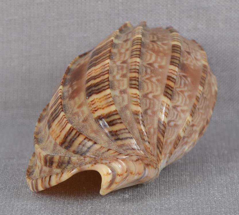 SEASHELL HARPA AMOURETTA Gem 51 mm