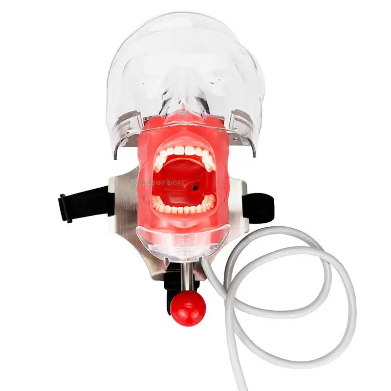 Dental Simulator Mannequin Head Dental Teeth Model Practicing Head Mold
