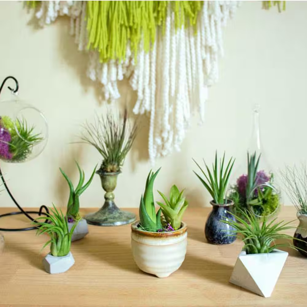 Air Plants Assorted (6-Pack)