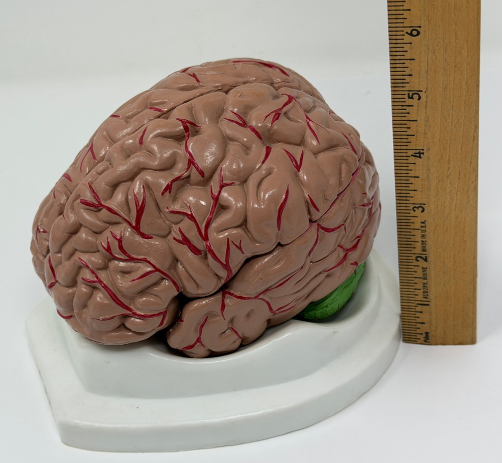 Human Brain Model for Teaching Study Display Medical Model