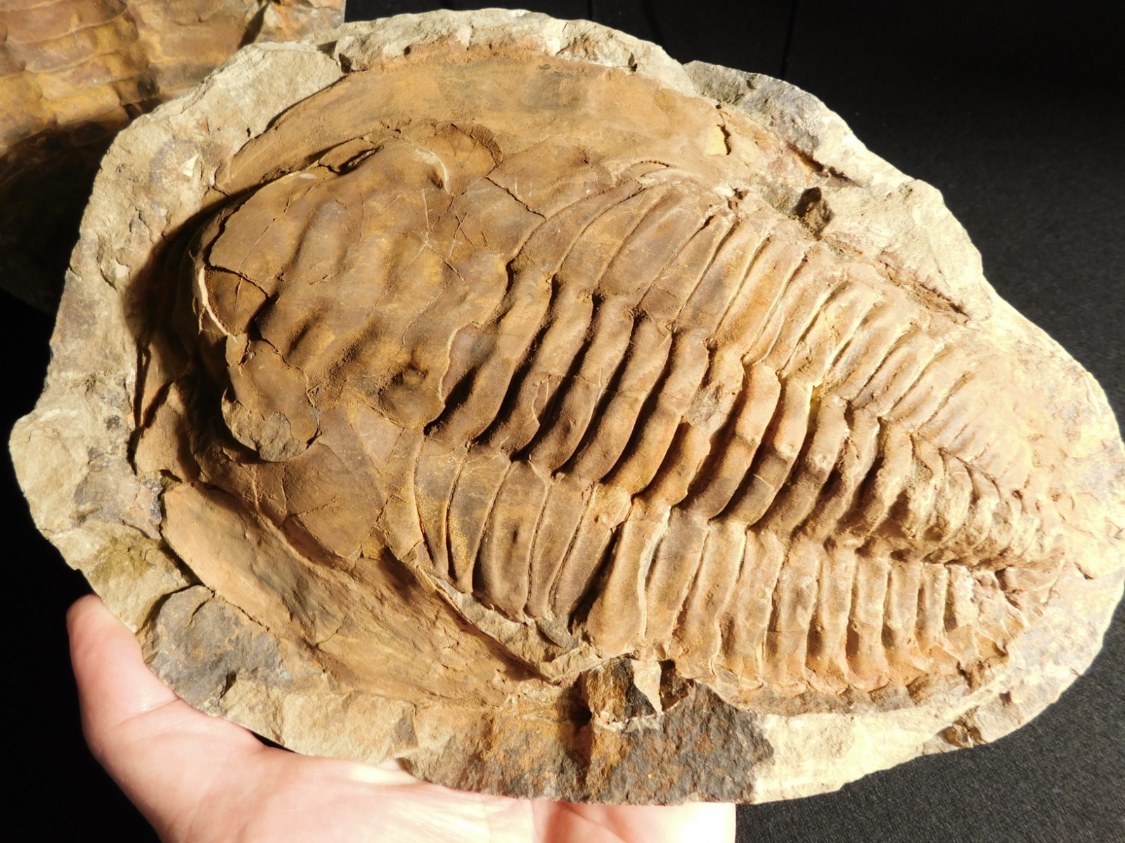 HUGE! 530 Million Year OLD! Andalusiana Trilobite Fossil Anif Morocco 3242gr