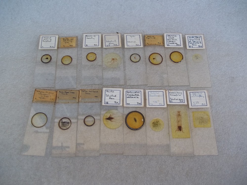 Vintage Glass Microscope Slides