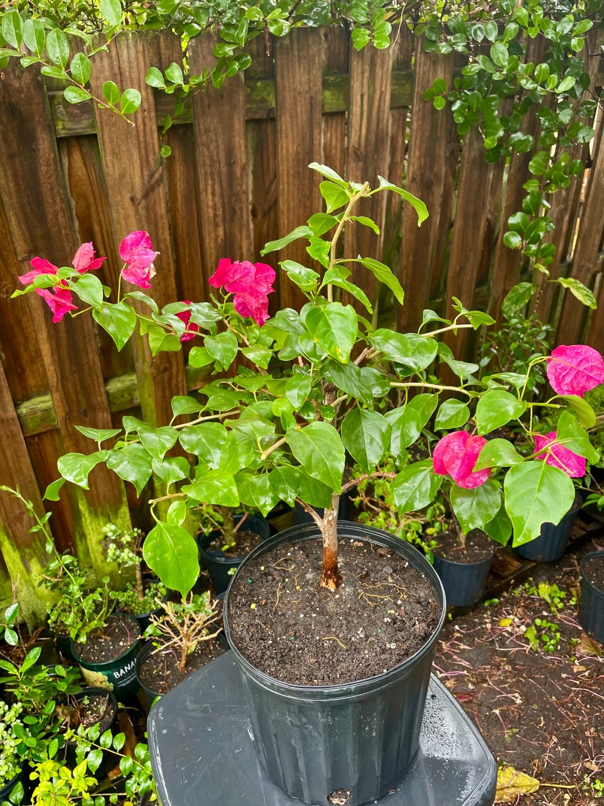 Bonsai Style Pre-bonsai Fuchsia   Bougainvillea Tree 6 years