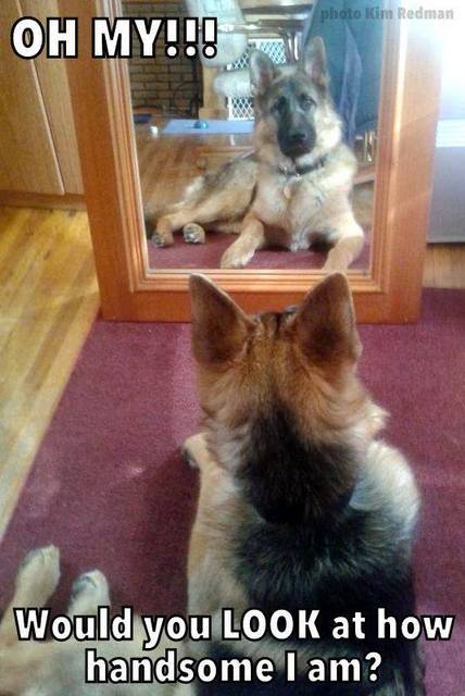 german Shepard refrigerator magnet 3 1/2 x 5"
