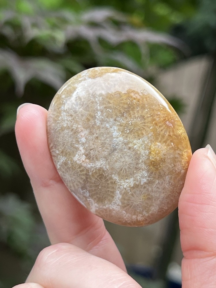 Fossilised Coral Crystal Palmstone AAA+ 19