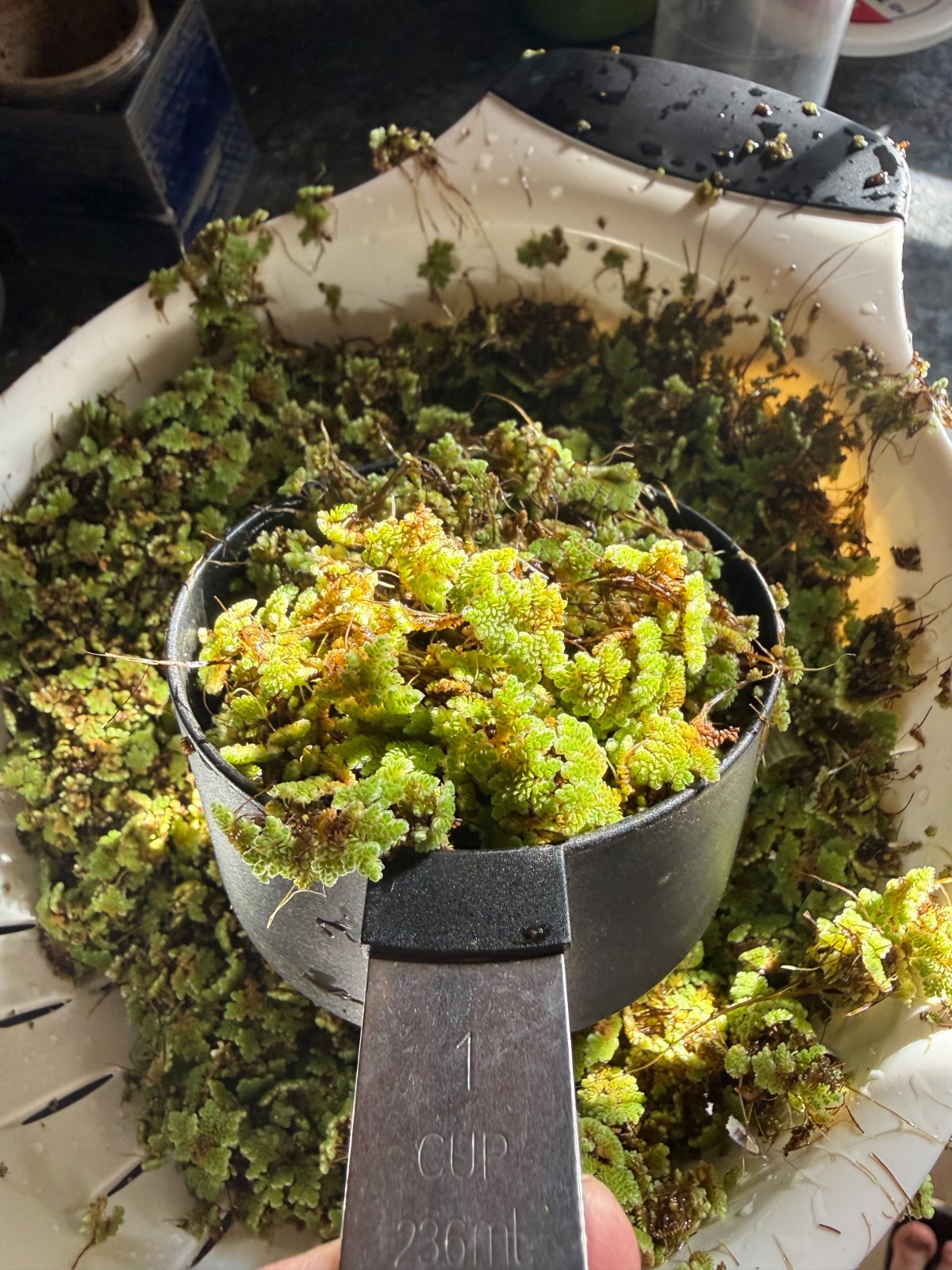 1 cup of Azolla Mosquito Fern Water Velvet Fairy Moss