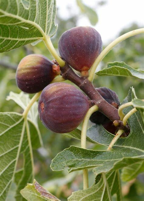 Fig Tree - 'Olympian' - Fruiting Fig Tree - Ficus Carica
