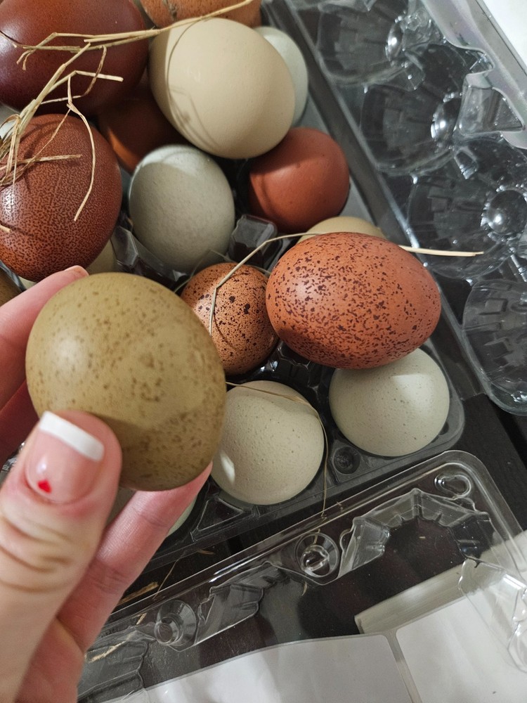 NPIP 12+ Fertile Chicken Hatching Eggs Black Copper Marans easter Olive egger