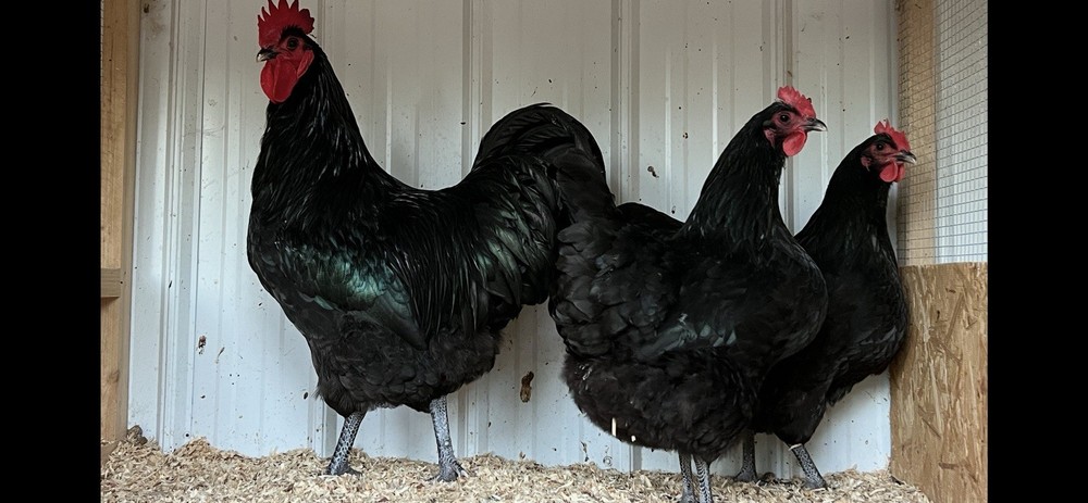 Black Australorp Hatching Eggs—Exhibition Line