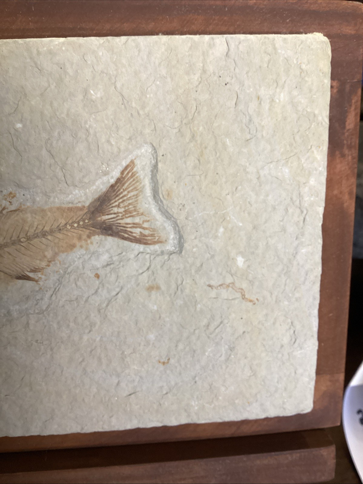 EXTREMELY RARE Fossil Fish EOHIODON HIODON FALCATUS Green River Fish 7x5