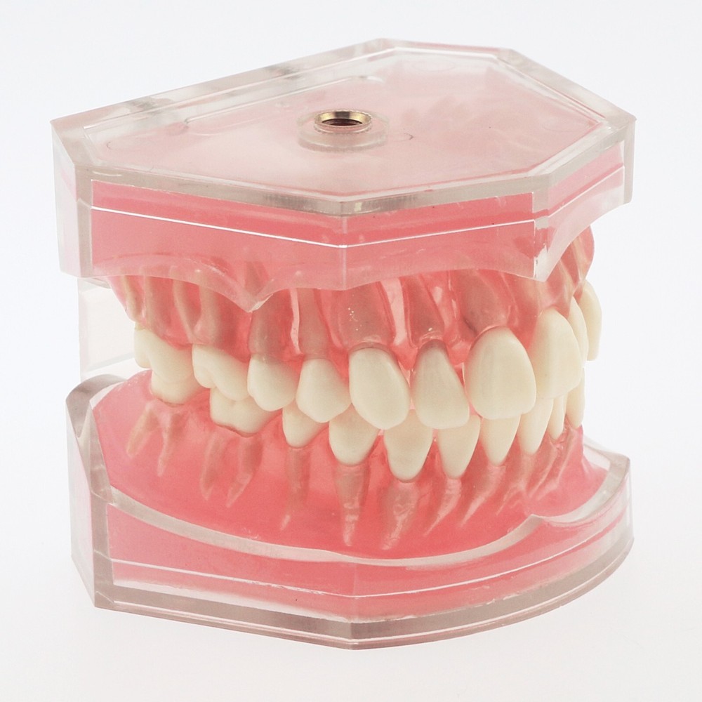 Dental Typodont Demo Soft Gum Gingiva 28Pcs Teeth Model Study Removable Training