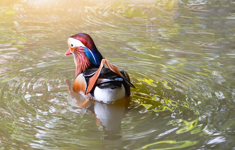 1 Regular SPLIT TO WHITE SINGLES Exotic Mandarin Duck Hatching Eggs PRESALE