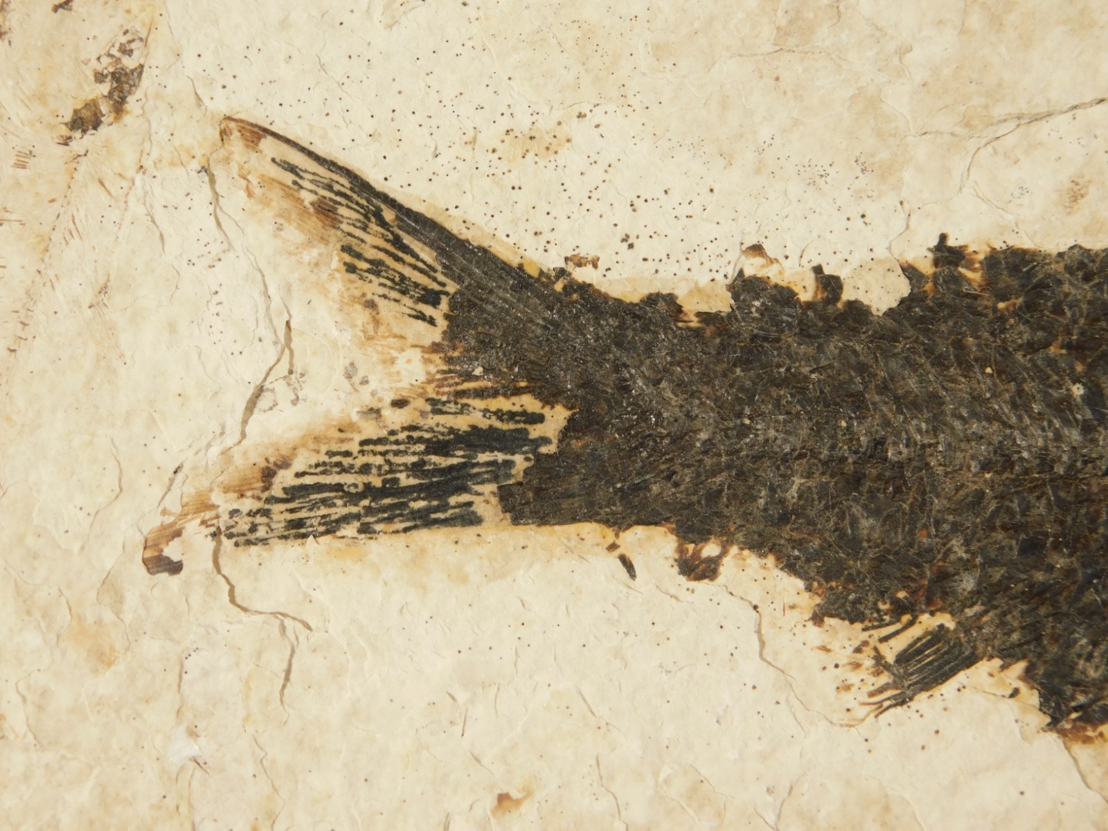 Larger! 50 Million Year Old Knightia FISH Fossil on Big Matrix Wyoming 721gr