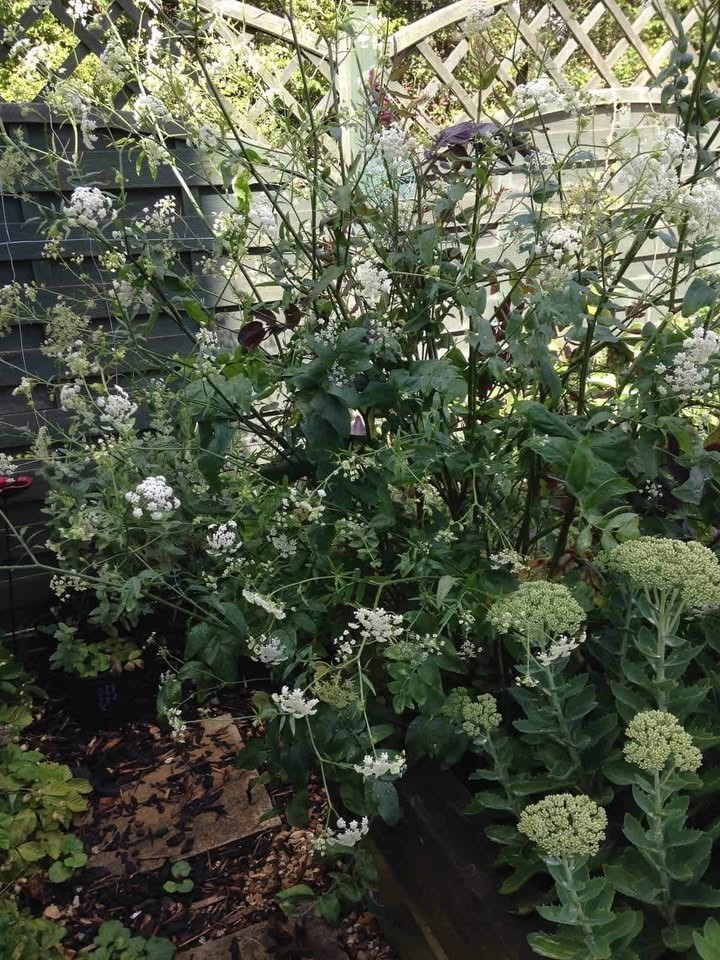100+ Skirret seeds (Sium sisarum) medieval perennial permaculture root vegetable