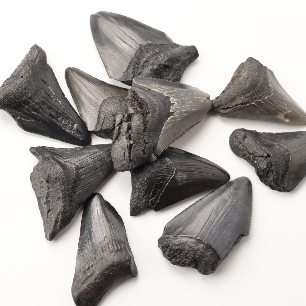 Megalodon Tooth With Display Case