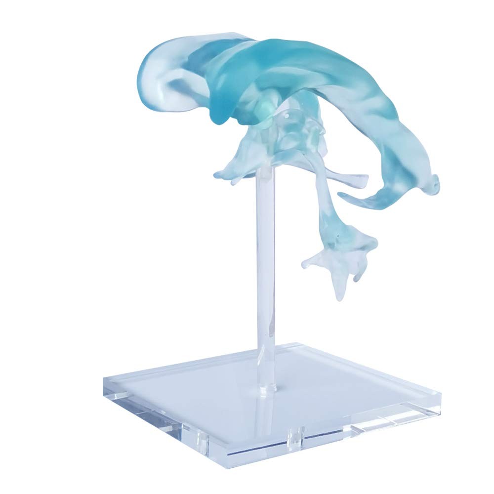 Human Brain Ventricles Model for Anatomy Teaching Learning, Students Learning...