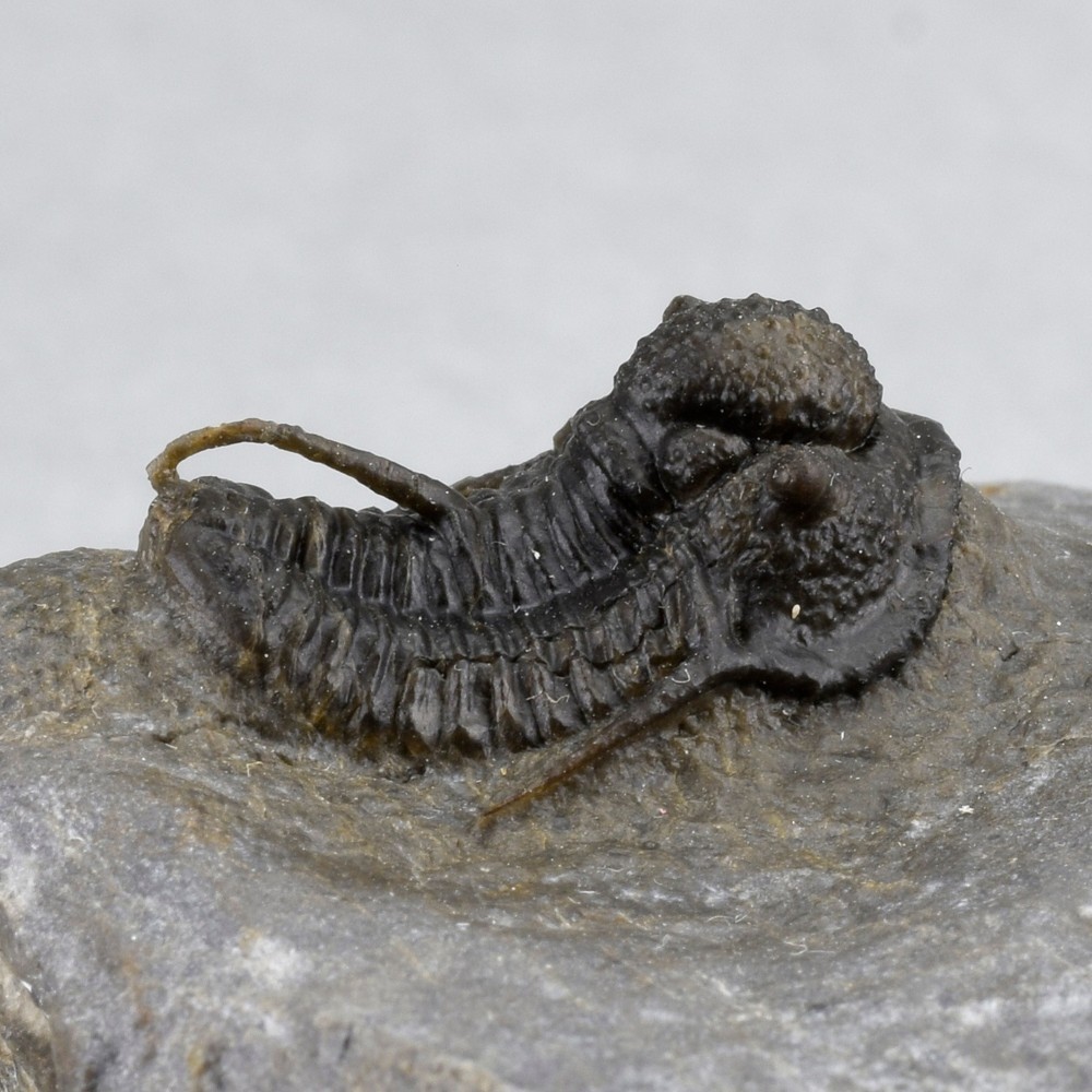 Fine trilobite Cyphaspis sp.