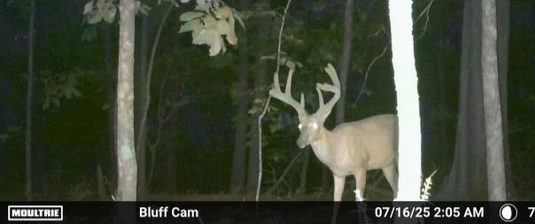 Ultimate Bear, Deer, and Wild hog Call Lure!