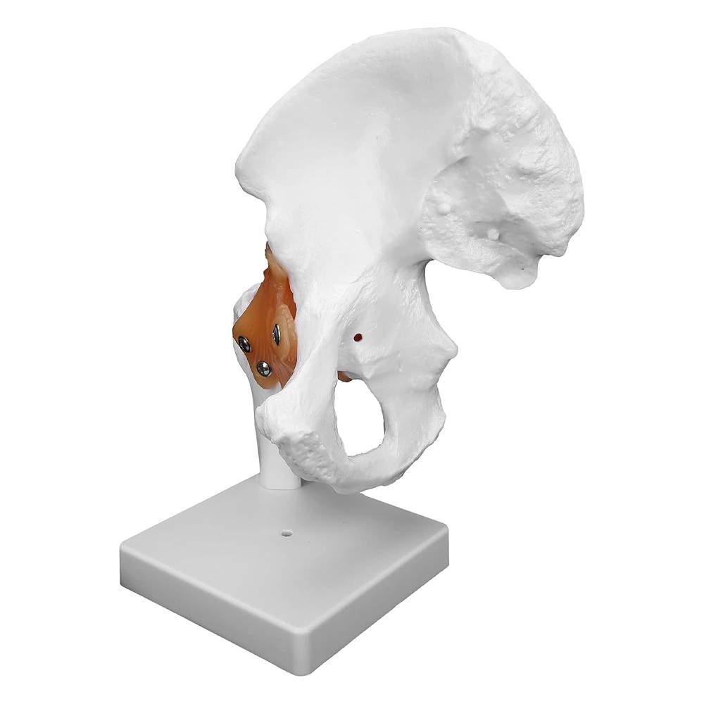 Hip Joint Model With Ligament Human Skeleton Bone Model Teaching Model Training