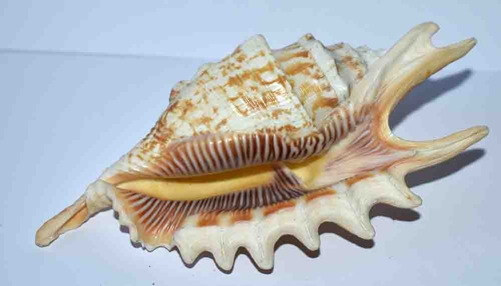 SEA SHELL - SHELLS - TYPED LAMBIS - 140.30mm