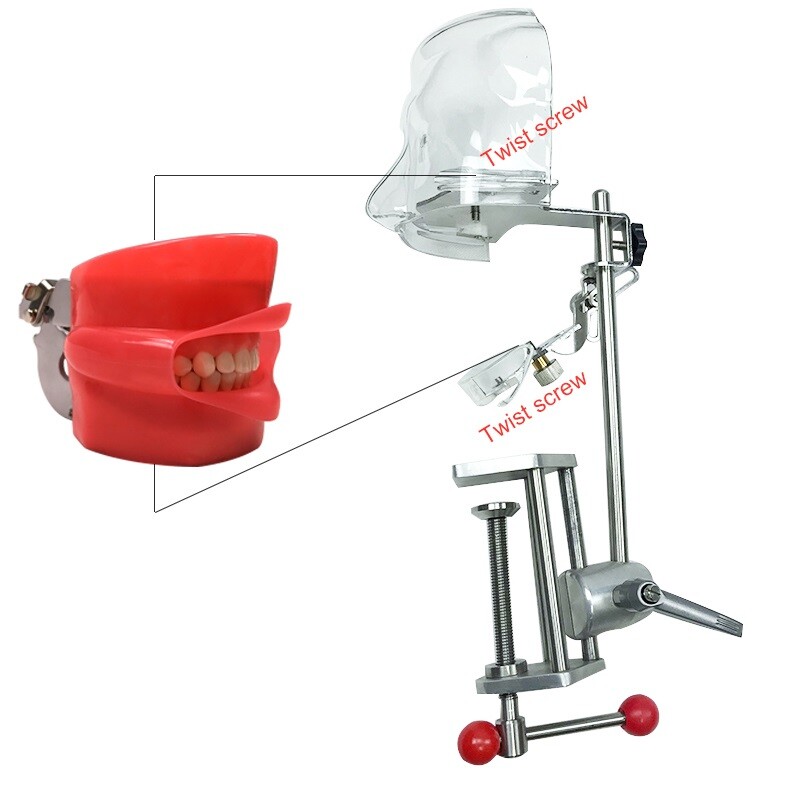 Dental Simulator Manikin Phantom with Bench Mount Dental Tooth Teaching Models